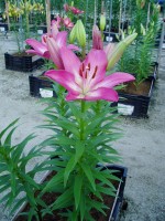 [1698 Arbatax VH No02.JPG]